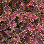 Coleus Copinto Planters Punch